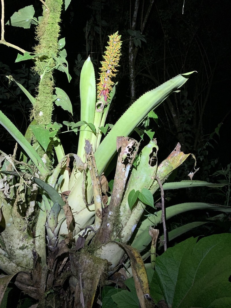 Aechmea angustifolia photo 2