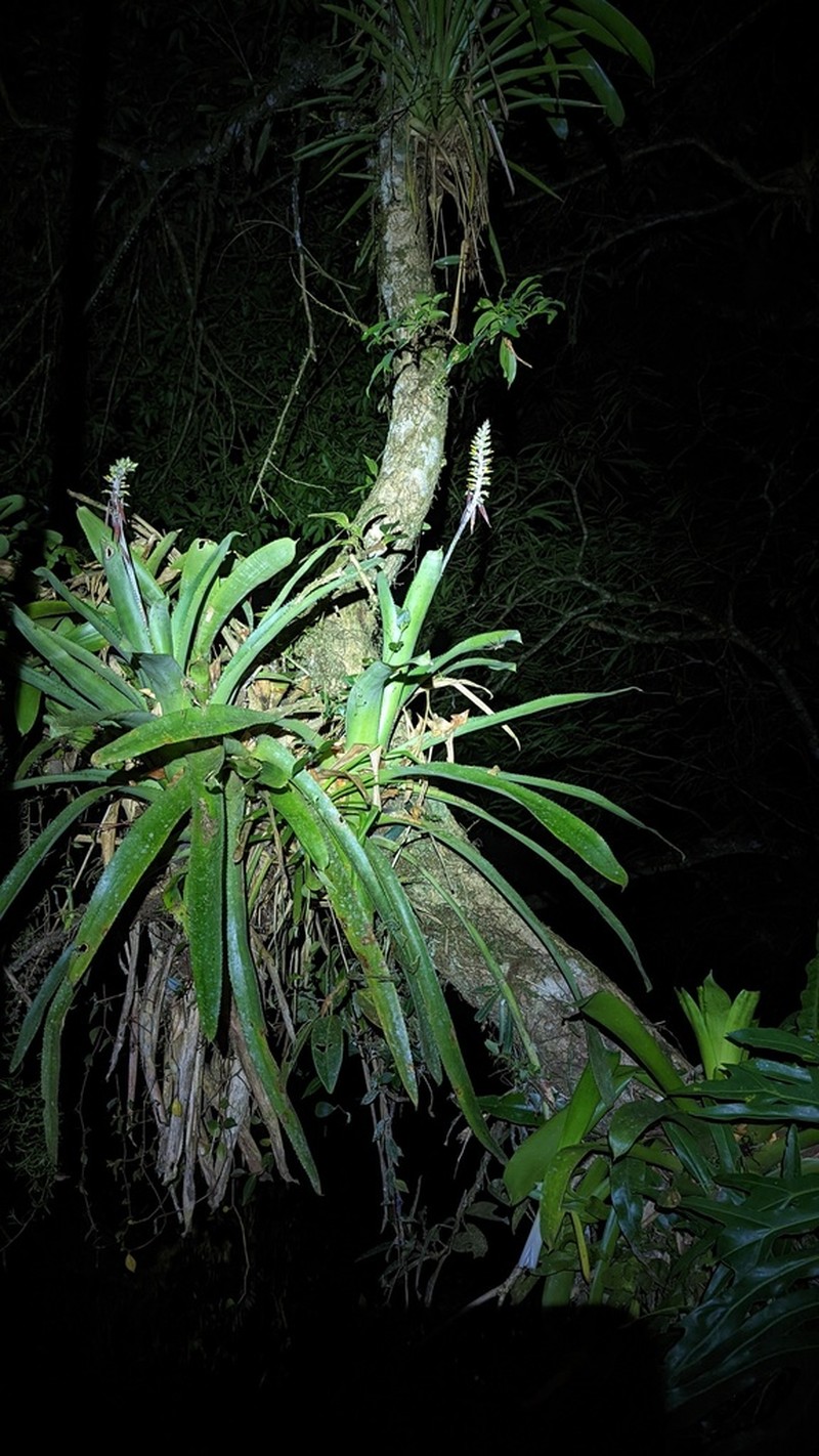 Aechmea angustifolia photo 3