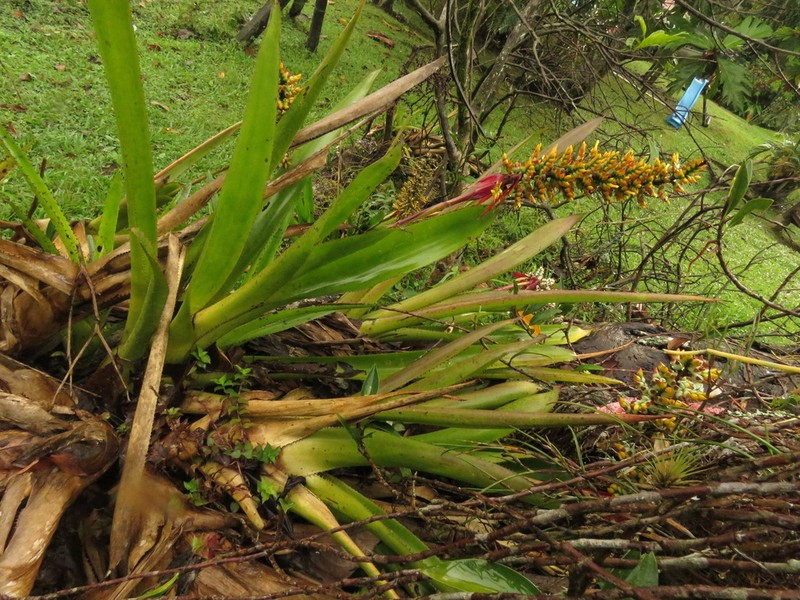 Aechmea angustifolia photo 6