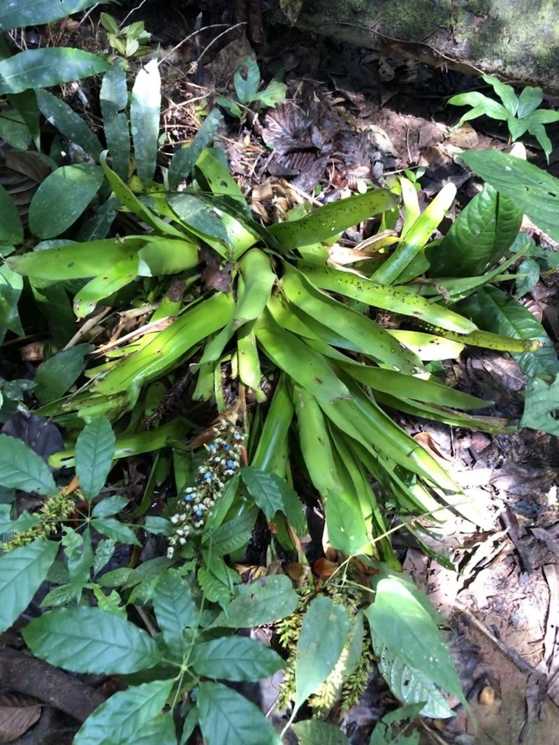 Aechmea angustifolia photo 7