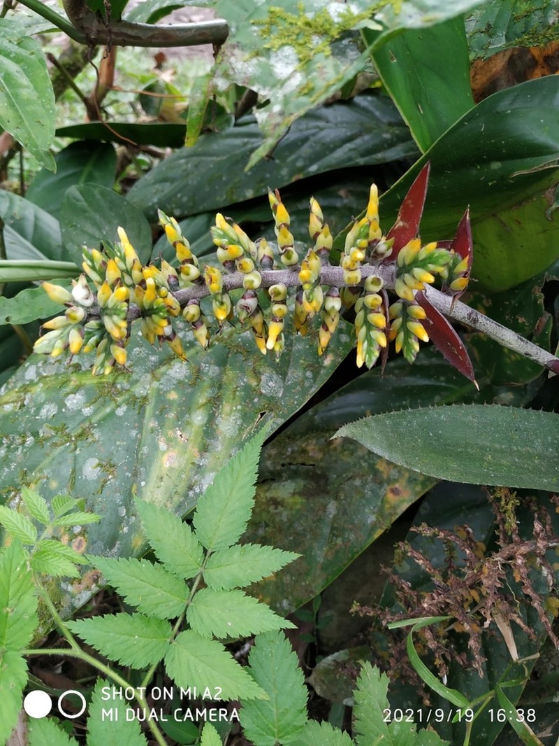 Aechmea angustifolia photo 8