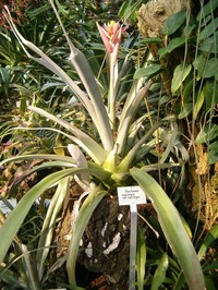 Aechmea aquilega