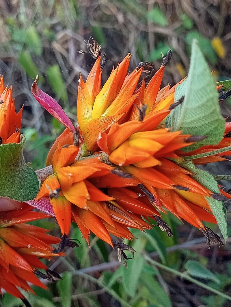 Aechmea aquilega photo 2