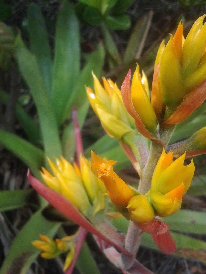Aechmea aquilega photo 3