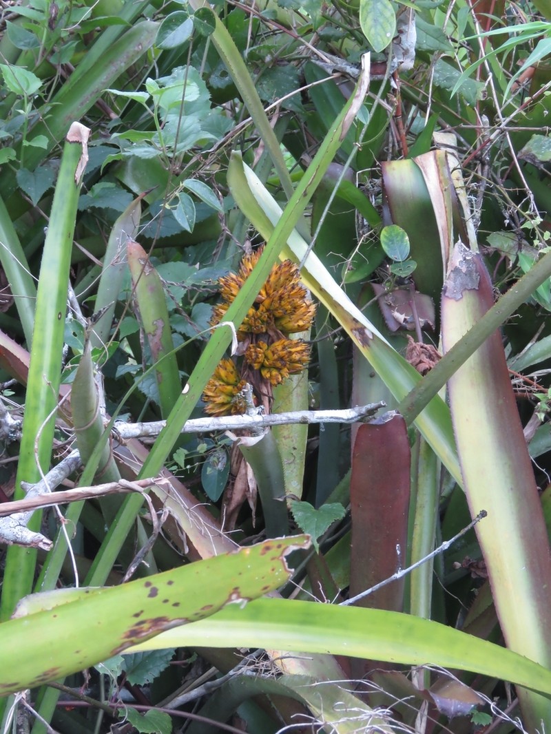 Aechmea aquilega photo 4