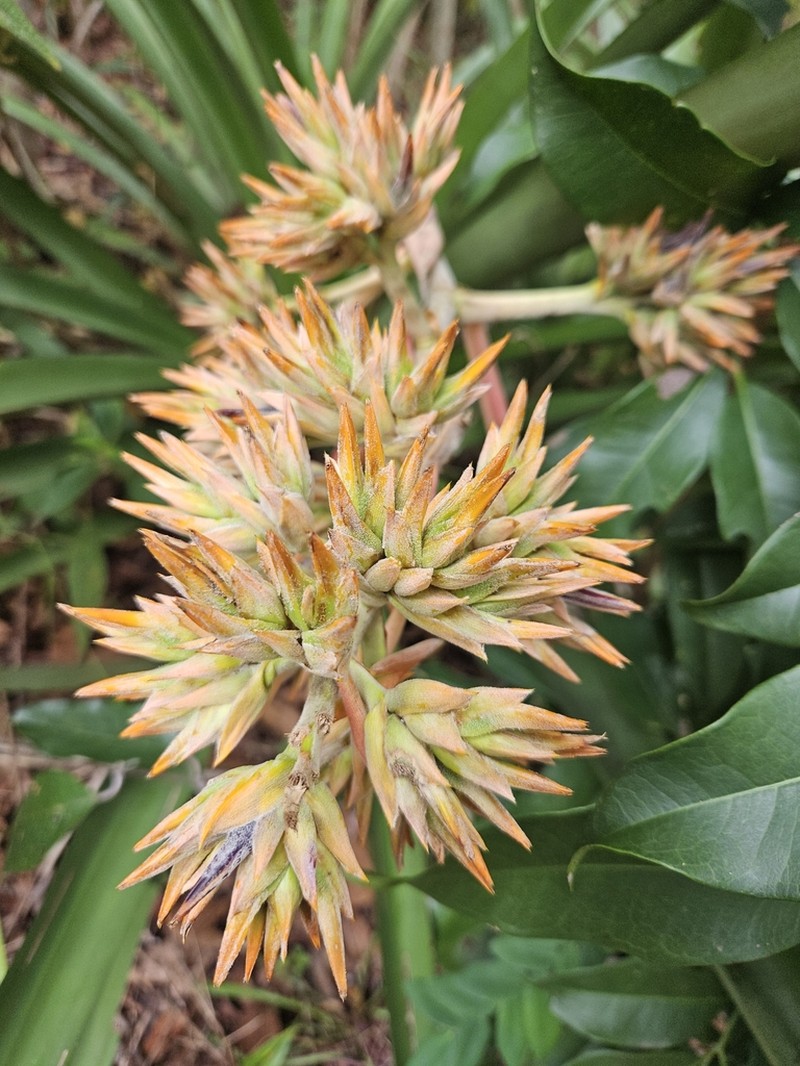Aechmea aquilega photo 5
