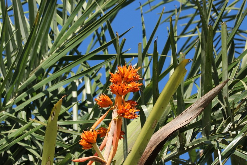 Aechmea aquilega photo 6