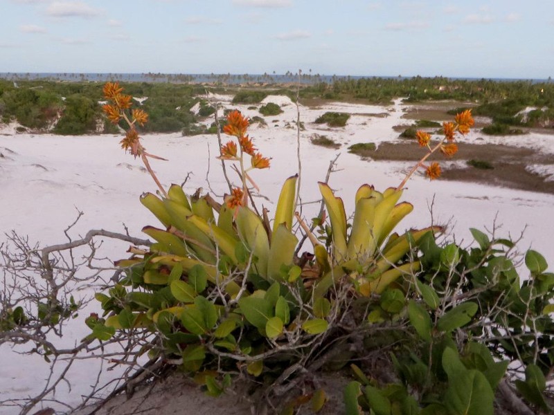 Aechmea aquilega photo 7
