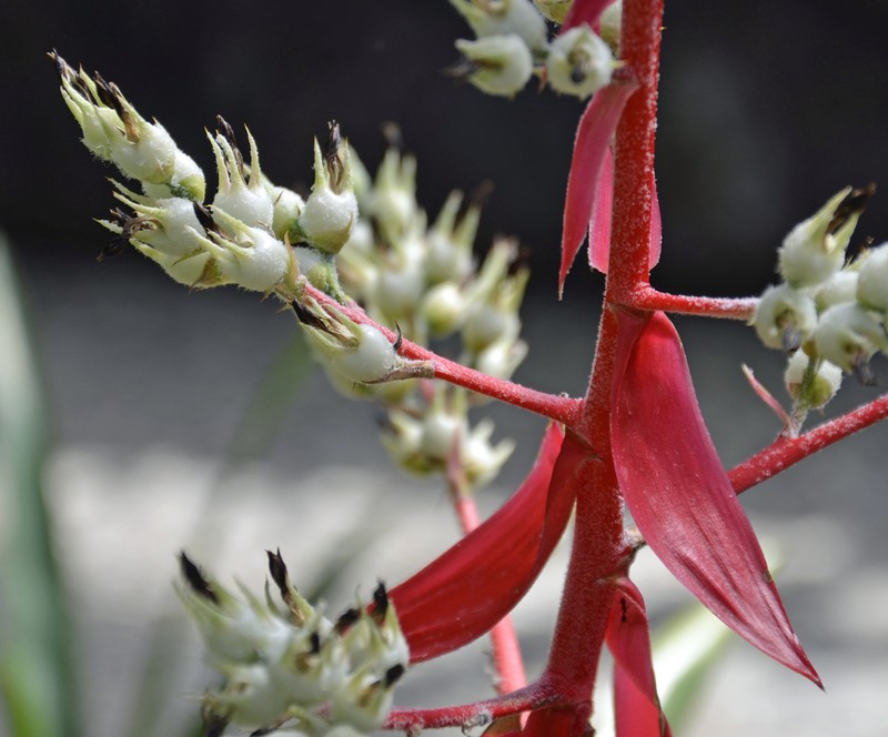 Aechmea araneosa