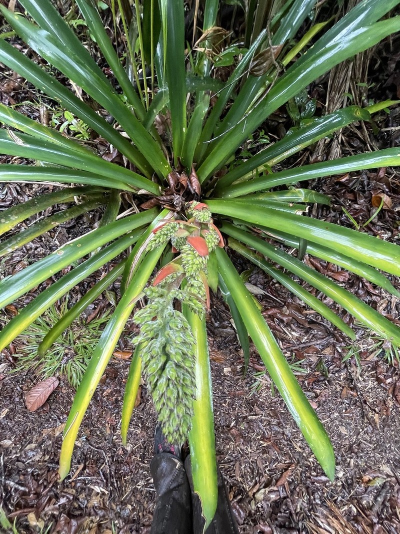 Aechmea araneosa photo 2