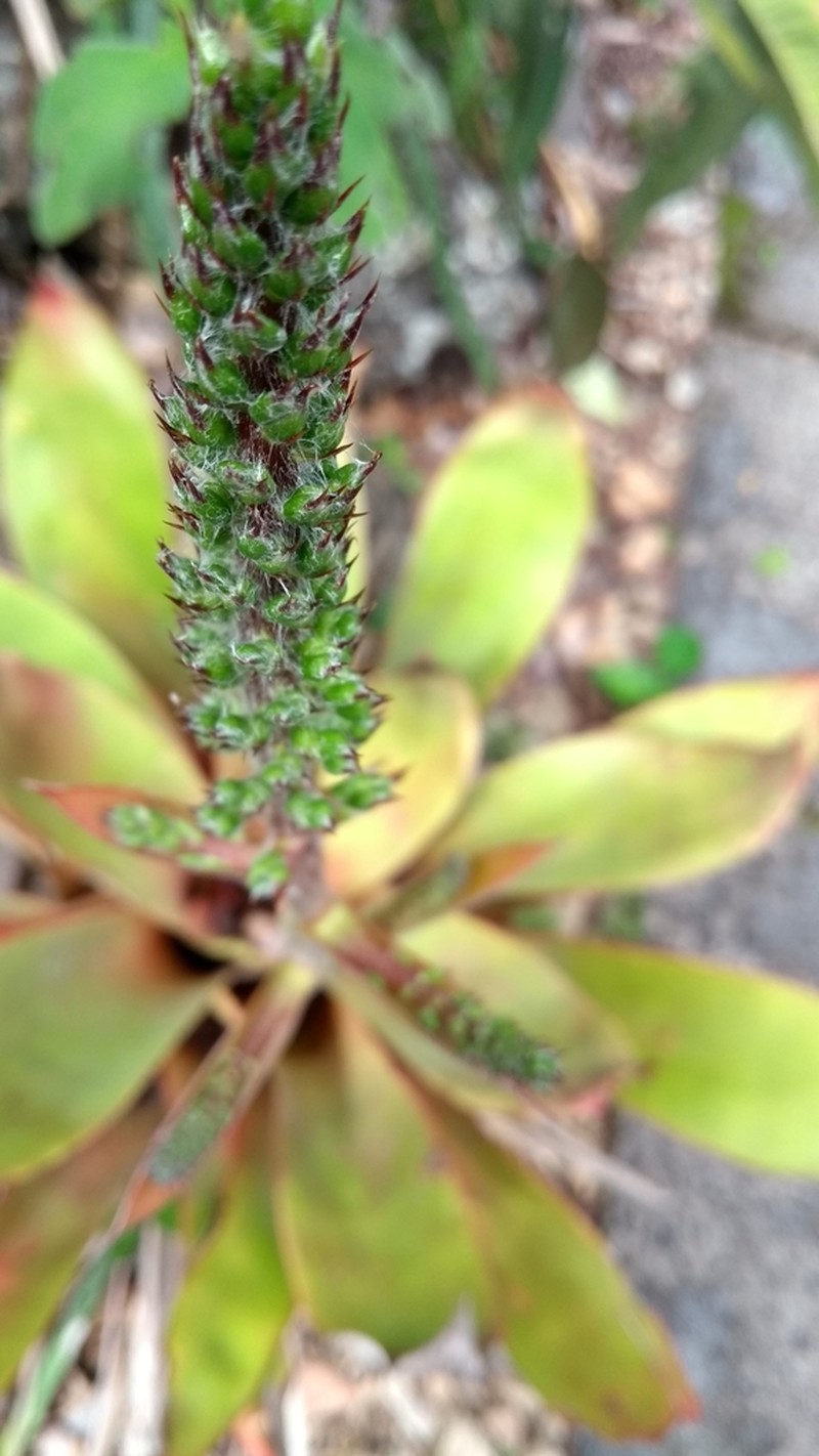 Aechmea araneosa photo 3