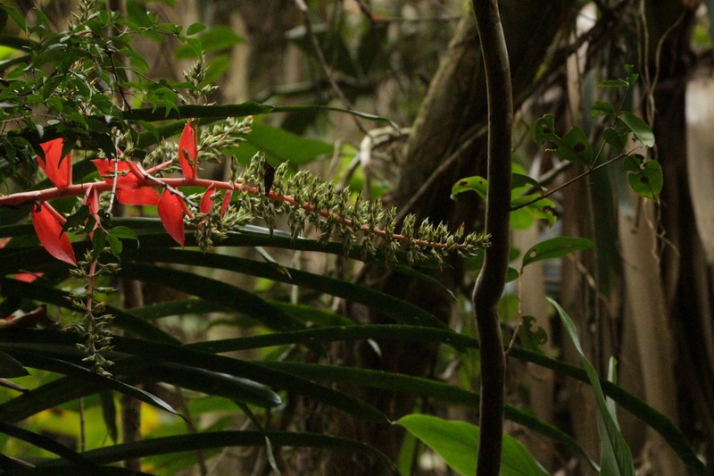 Aechmea araneosa photo 4