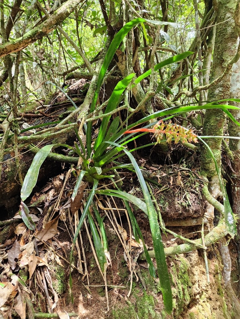 Aechmea araneosa photo 5