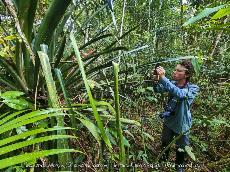 Aechmea araneosa photo 6