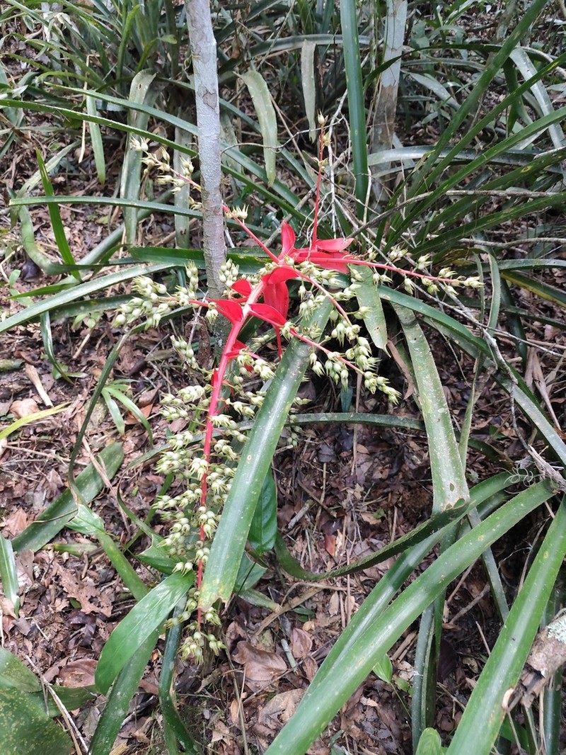 Aechmea araneosa photo 7