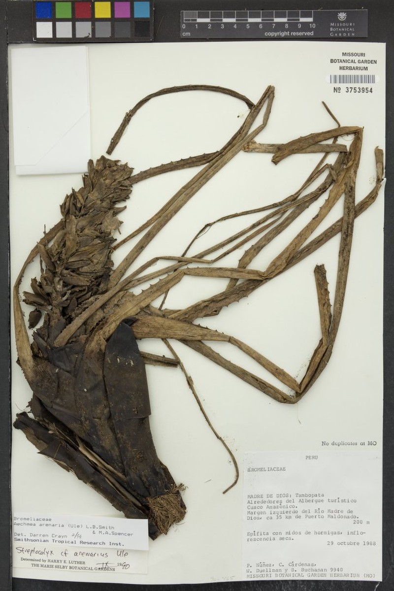Aechmea arenaria