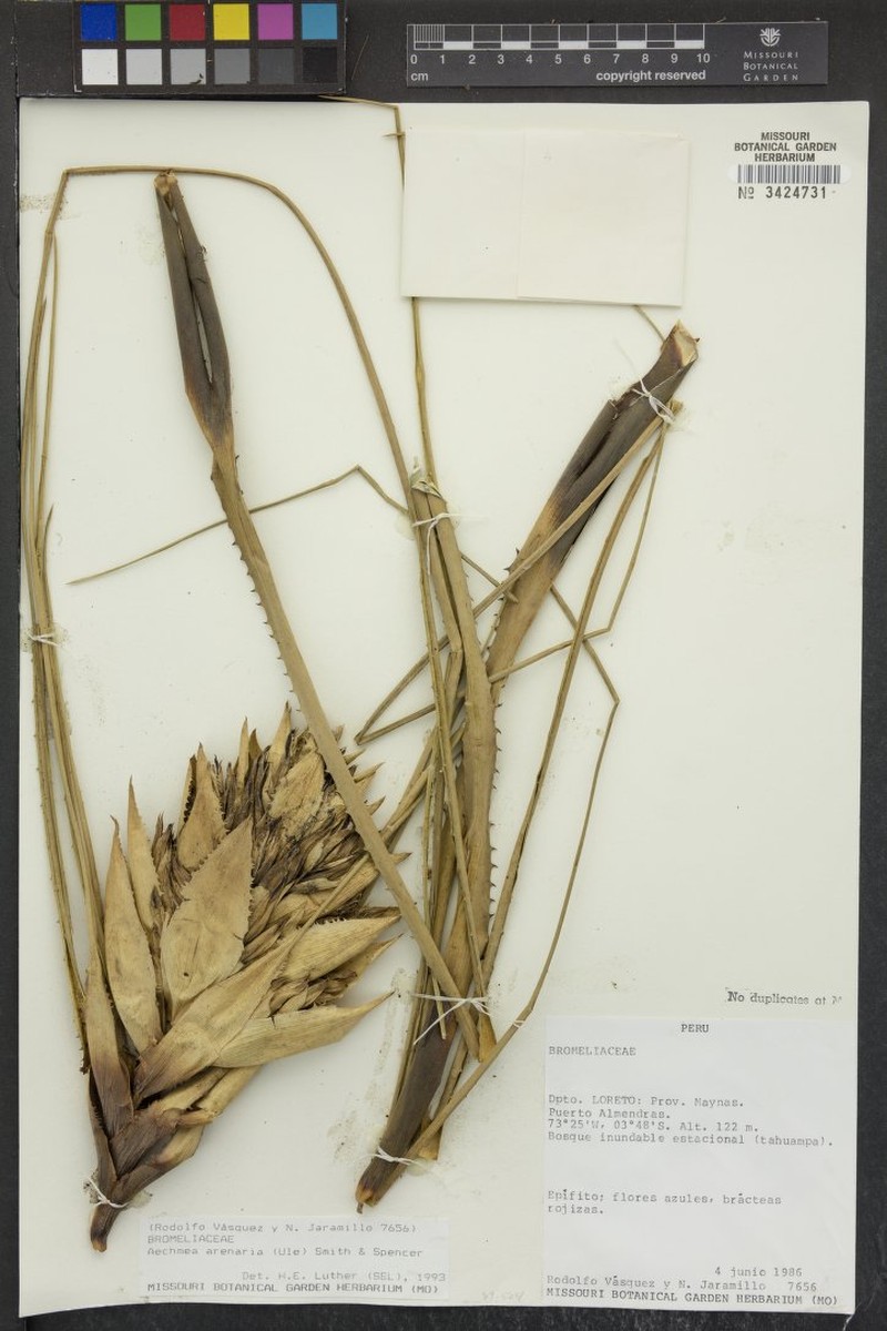 Aechmea arenaria photo 2