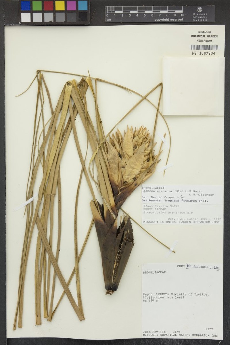 Aechmea arenaria photo 3