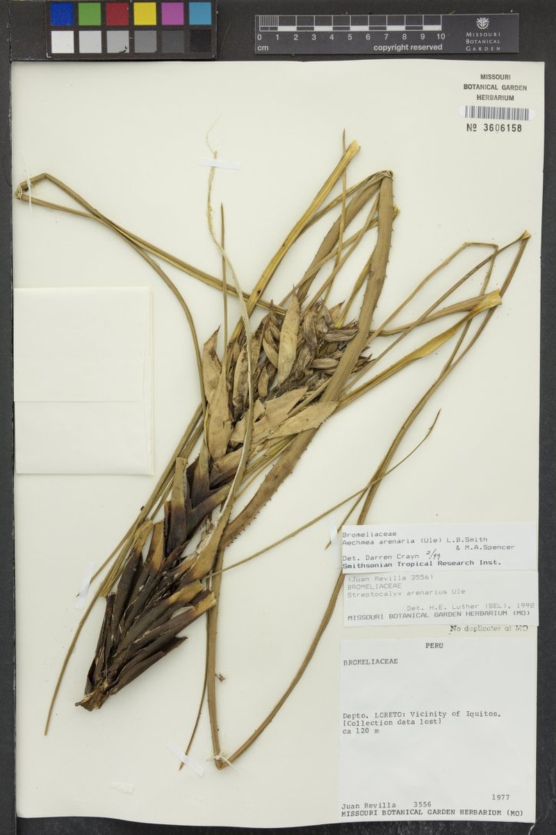 Aechmea arenaria photo 4