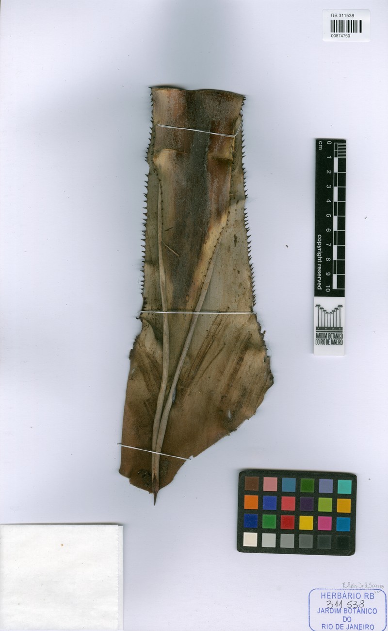 Aechmea avaldoana