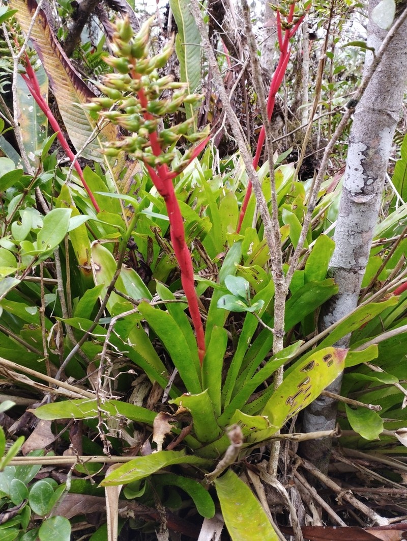 Aechmea azurea photo 3