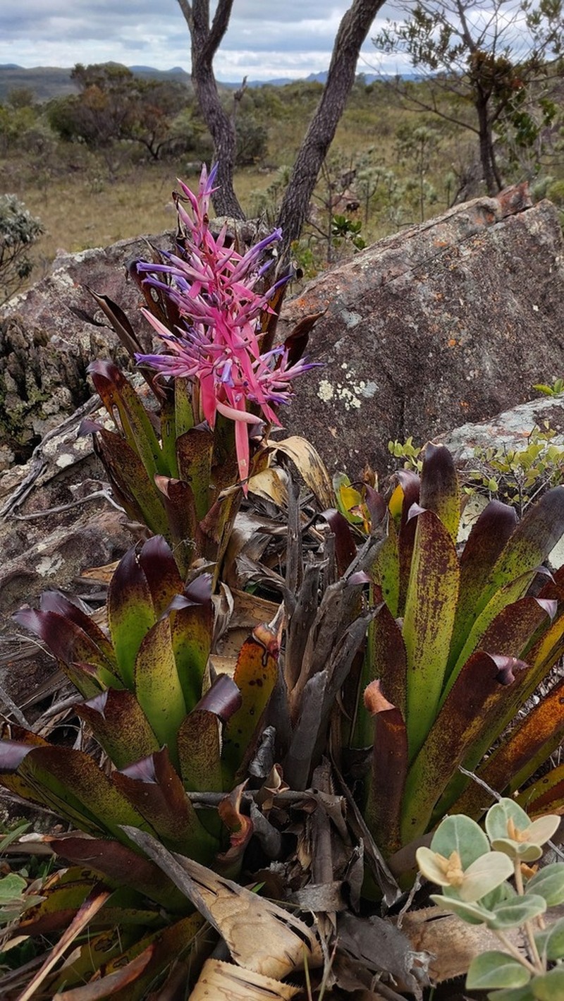 Aechmea bahiana
