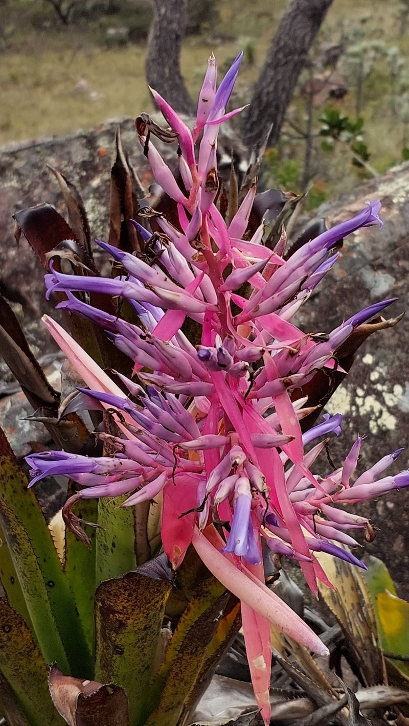 Aechmea bahiana photo 2