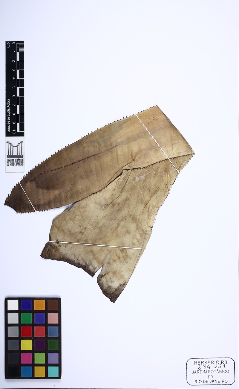 Aechmea bahiana photo 3