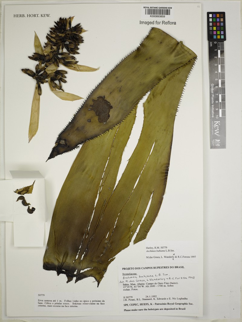 Aechmea bahiana photo 4