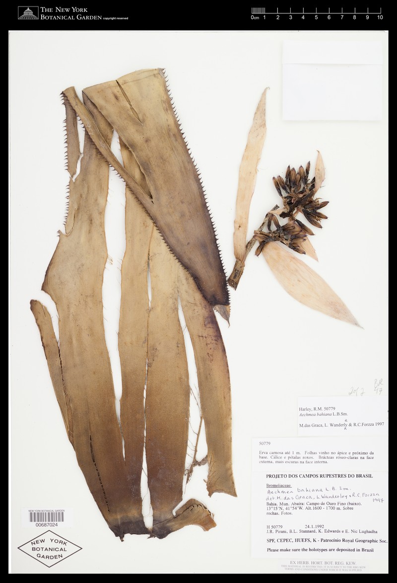 Aechmea bahiana photo 5