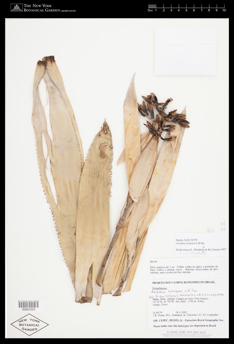 Aechmea bahiana photo 6