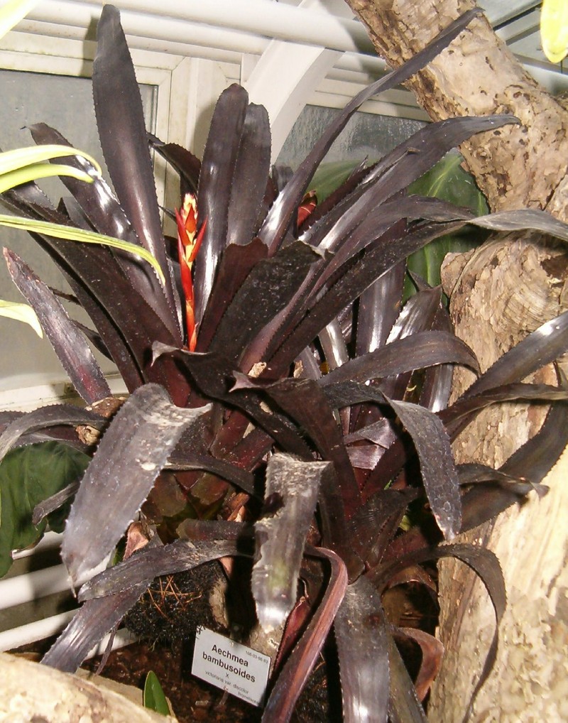 Aechmea bambusoides