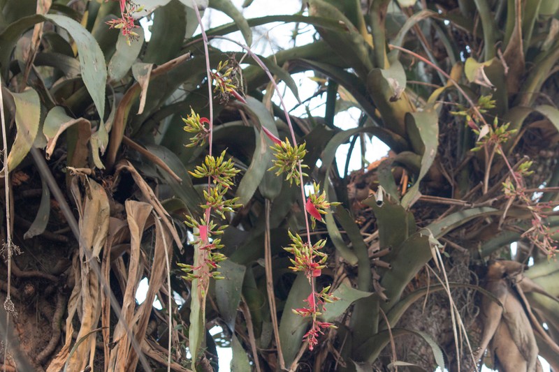 Aechmea bambusoides photo 2