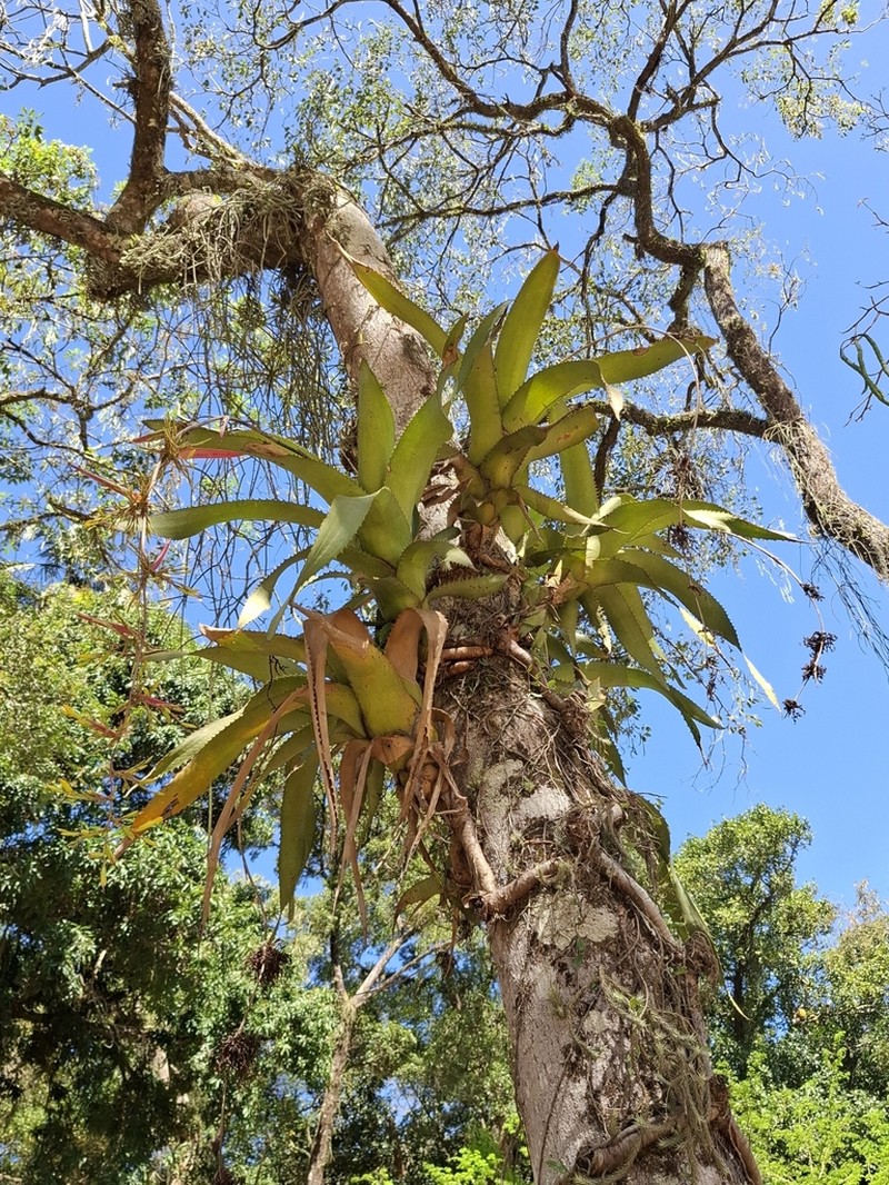 Aechmea bambusoides photo 3