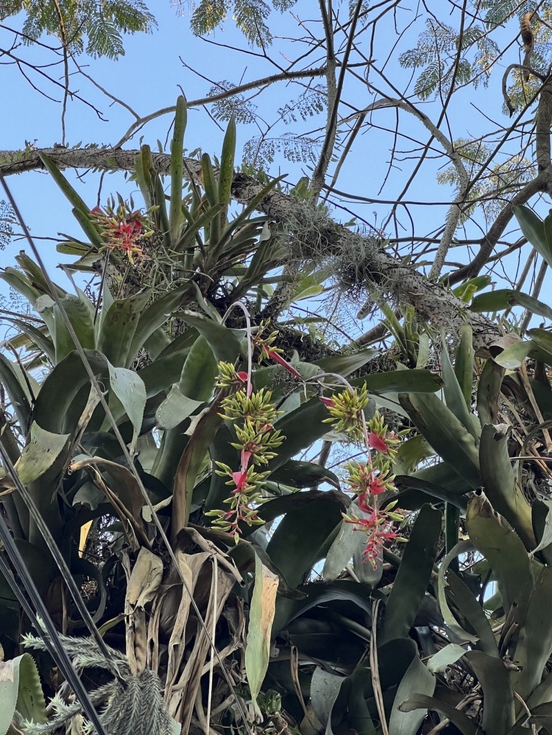 Aechmea bambusoides photo 4