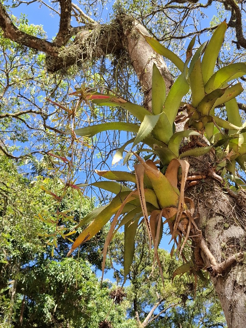 Aechmea bambusoides photo 5