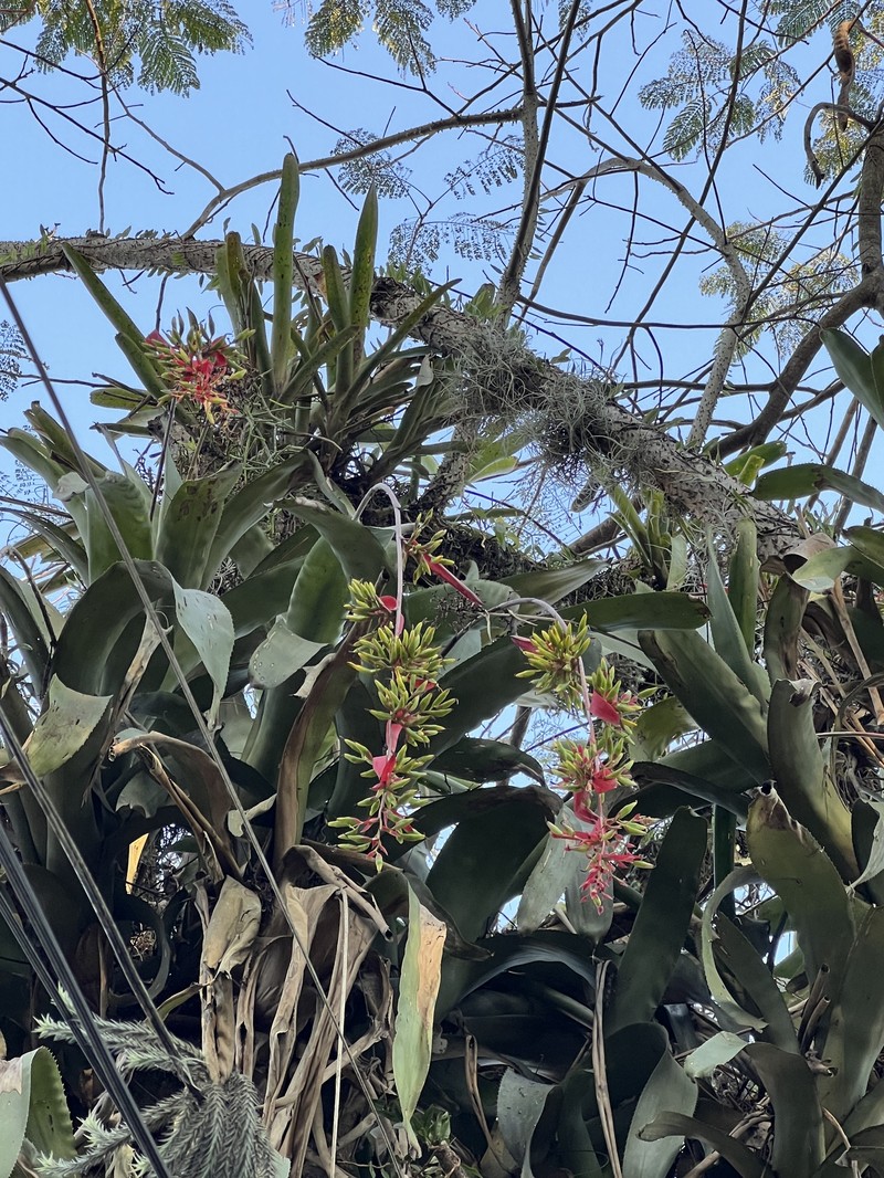 Aechmea bambusoides photo 6