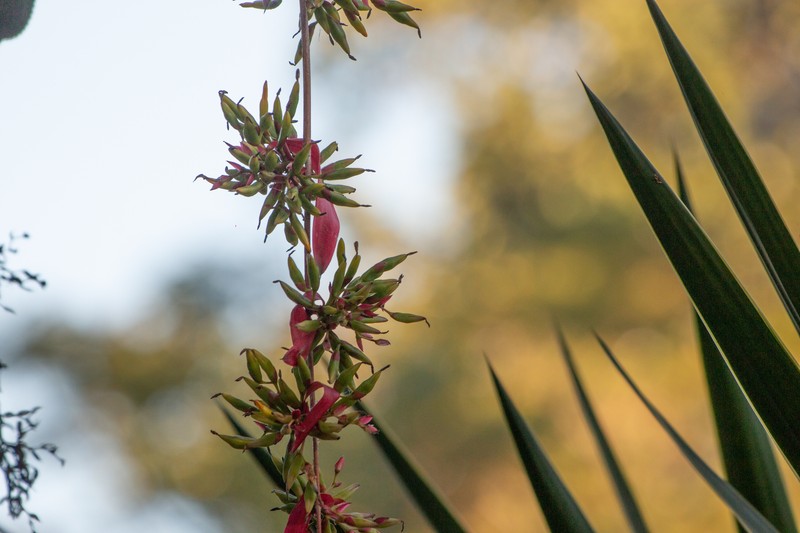 Aechmea bambusoides photo 7