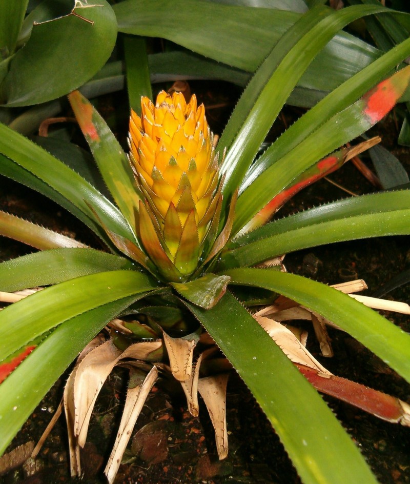 Aechmea biflora