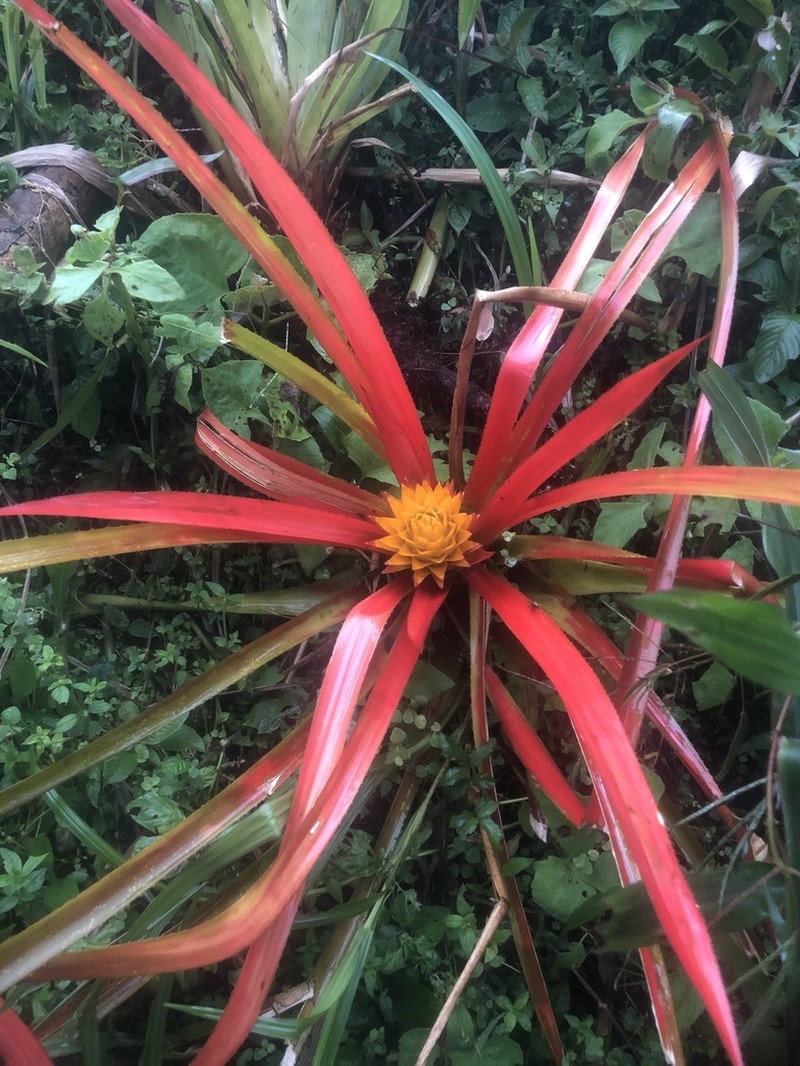 Aechmea biflora photo 2