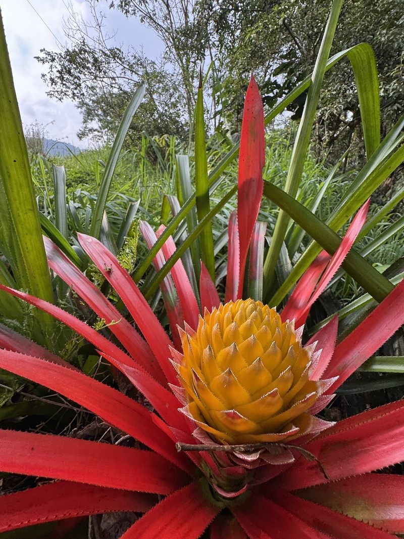 Aechmea biflora photo 4