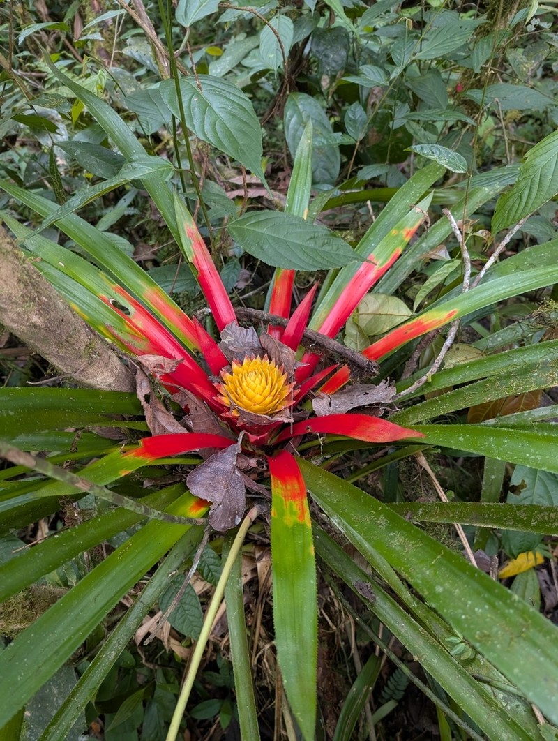Aechmea biflora photo 5