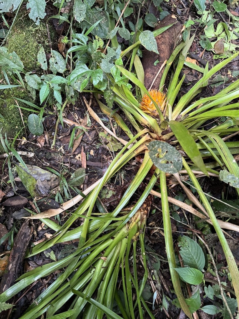 Aechmea biflora photo 6