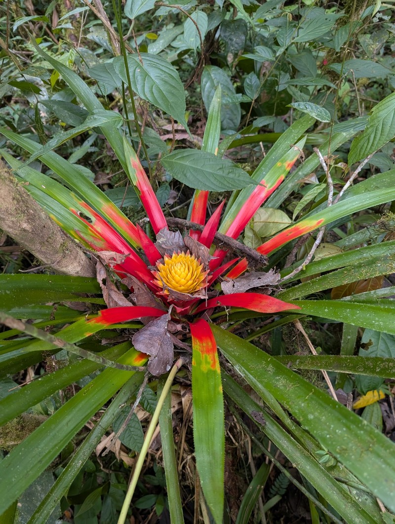 Aechmea biflora photo 7