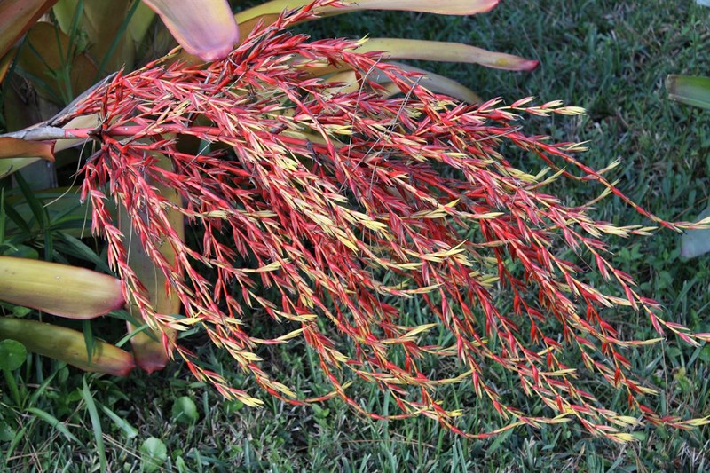 Aechmea blanchetiana