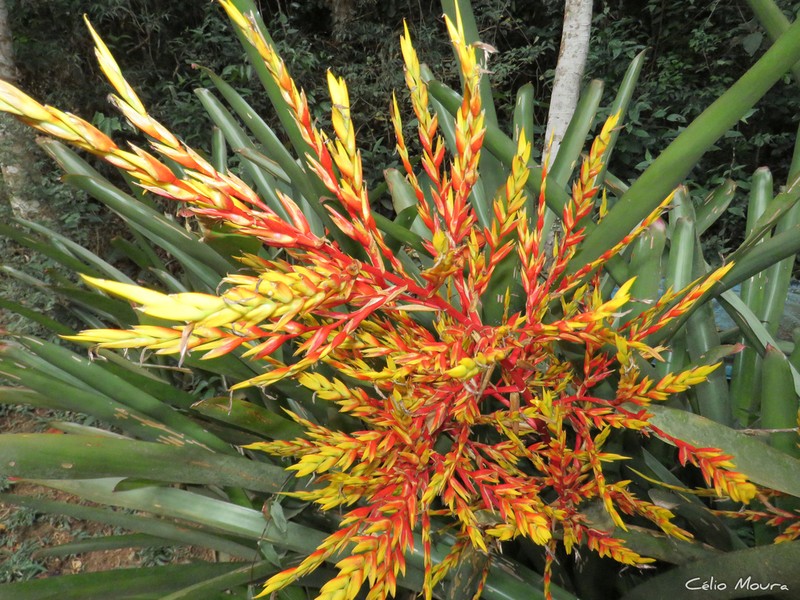 Aechmea blanchetiana photo 2
