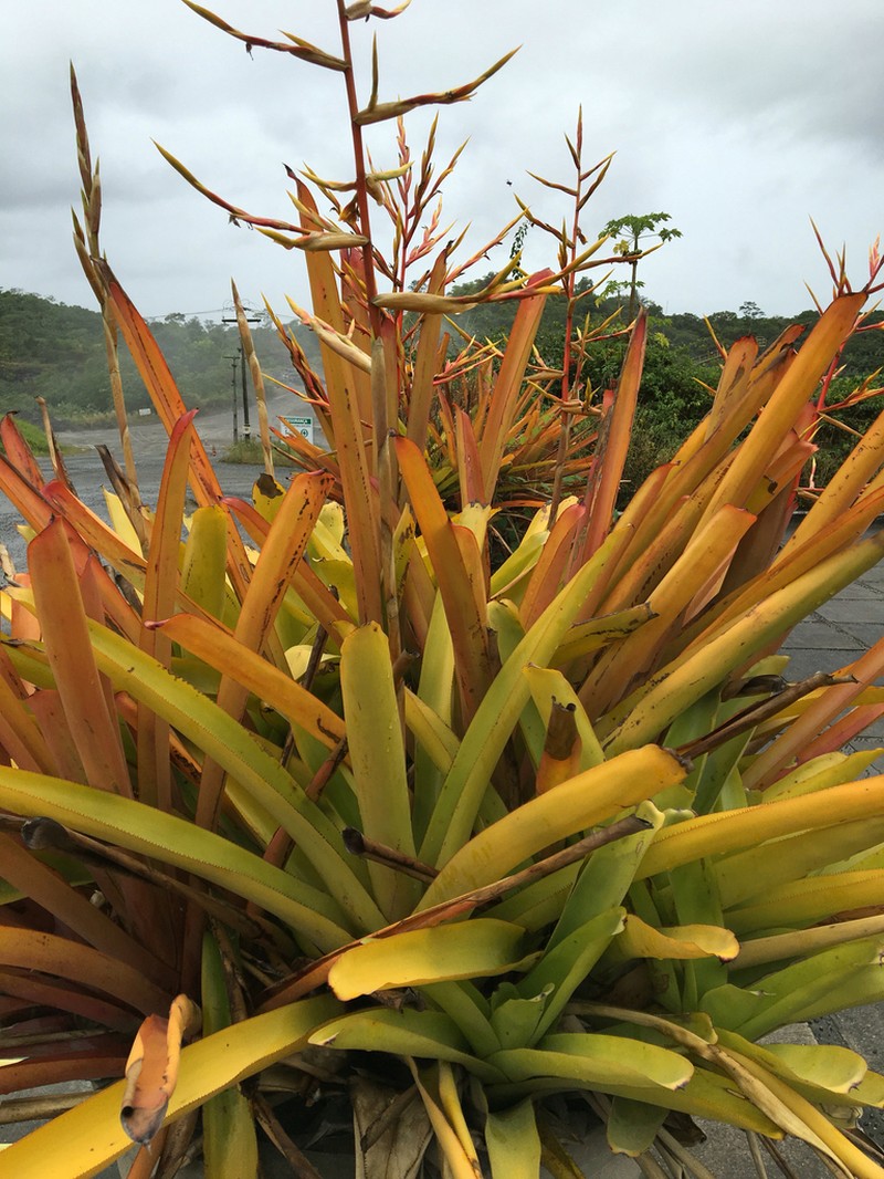 Aechmea blanchetiana photo 3