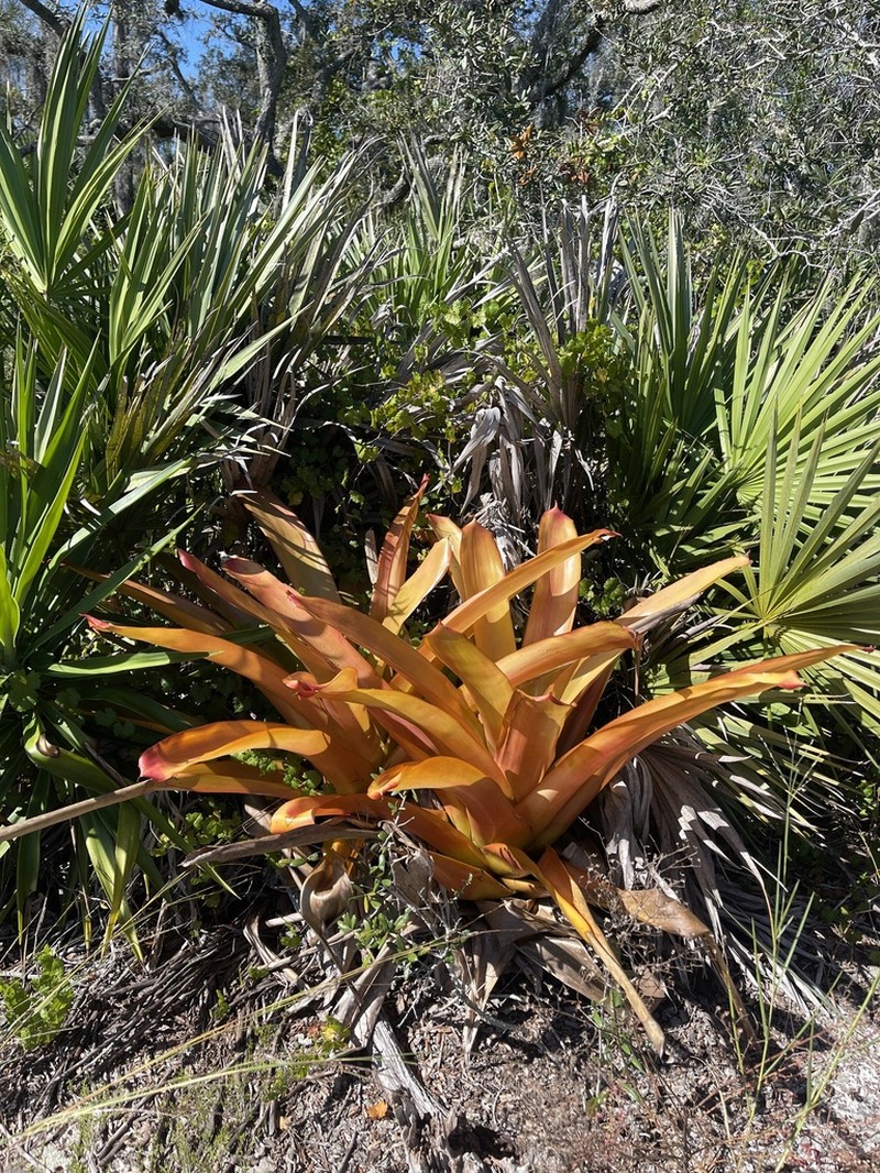Aechmea blanchetiana photo 4