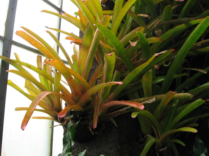 Aechmea blanchetiana photo 5
