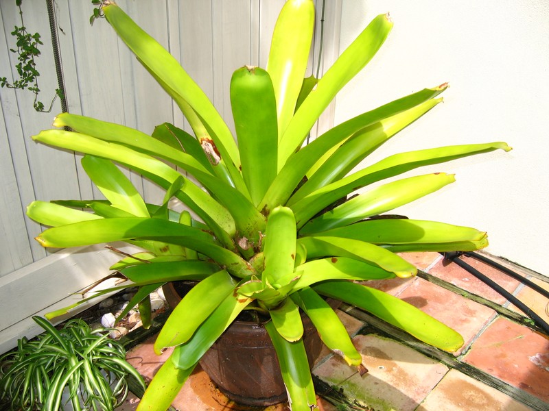 Aechmea blanchetiana photo 6
